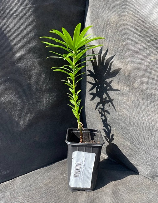 Лилия Дабл Сенсейшен 